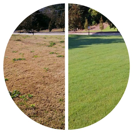 Why Winter Weeds Appear in Birmingham Lawns Thumbnail