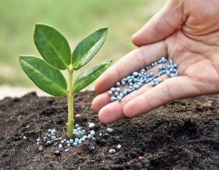 Lawn Fertilization in Birmingham, AL Thumbnail